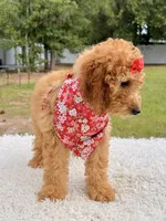 Cassie , a female Miniature Goldendoodle for sale in Frostproof, FL – 9 of 10