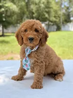 Trevor - F1b Mini Goldendoodle Male, a male Miniature Goldendoodle for sale in Frostproof, FL – 7 of 10