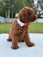 Jimmy F1b Toy, a male Miniature Goldendoodle for sale in Frostproof, FL – 5 of 8