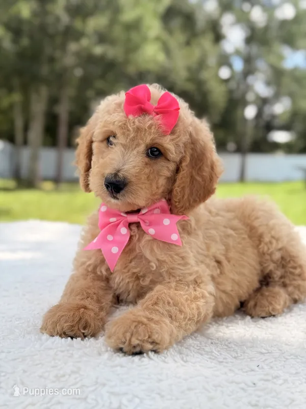 Jasmine - F1b Standard Goldendoodle  – Goldendoodle puppy for sale in Frostproof, FL