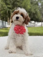 Flower , a female Cavapoo for sale in Frostproof, FL – 5 of 9