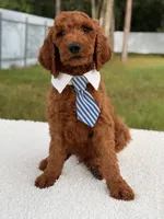 Espresso - F1b Standard Goldendoodle , a male Goldendoodle for sale in Frostproof, FL – 8 of 8