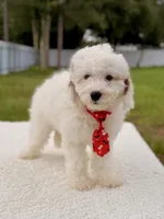 Copito , a male Cavapoo for sale in Frostproof, FL – 9 of 9