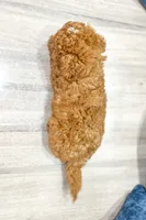 Cosmo - F1bb Mini Goldendoodle , a male Miniature Goldendoodle for sale in Frostproof, FL – 2 of 6