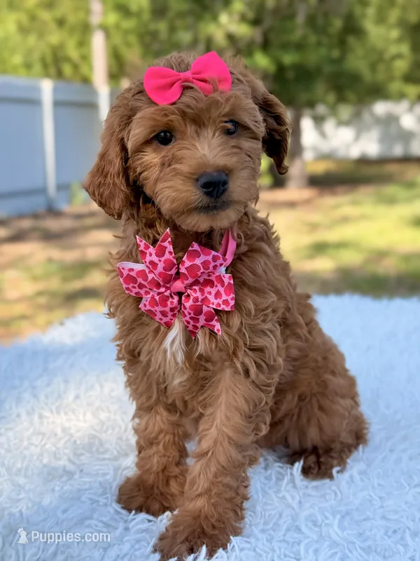 Minnie  – Miniature Goldendoodle puppy for sale in Frostproof, FL