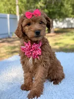 Minnie , a female Miniature Goldendoodle for sale in Frostproof, FL – 1 of 7