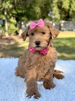 Melody - Mini , a female Miniature Goldendoodle for sale in Frostproof, FL – 8 of 9
