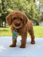 Timothy - F1b Mini Goldendoodle Male , a male Miniature Goldendoodle for sale in Frostproof, FL – 10 of 10