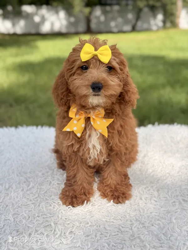 Candy - F1bb Mini Goldendoodle  – Miniature Goldendoodle puppy for sale in Frostproof, FL