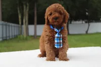 Flash - Micro / Toy , a male Miniature Goldendoodle for sale in Frostproof, FL – 6 of 9