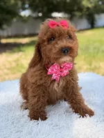 Rapunzel , a female Miniature Goldendoodle for sale in Frostproof, FL – 2 of 10