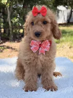 Daisy , a female Miniature Goldendoodle for sale in Frostproof, FL – 2 of 10