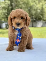 Theodore - F1b Mini Goldendoodle male , a male Miniature Goldendoodle for sale in Frostproof, FL – 10 of 10