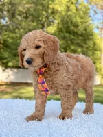 Ace - Medium, a male Goldendoodle for sale in Frostproof, FL – Photo 9 of 10