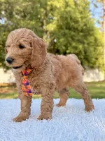 Ace - Medium, a male Goldendoodle for sale in Frostproof, FL – Photo 8 of 10