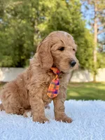 Ace - Medium, a male Goldendoodle for sale in Frostproof, FL – Photo 6 of 10