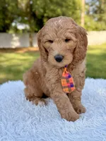 Ace - Medium, a male Goldendoodle for sale in Frostproof, FL – Photo 3 of 10