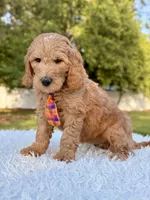 Ace - Medium, a male Goldendoodle for sale in Frostproof, FL – Photo 2 of 10