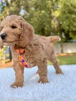 Ace - Medium, a male Goldendoodle for sale in Frostproof, FL – Photo 4 of 10