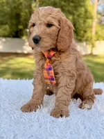 Ace - Medium, a male Goldendoodle for sale in Frostproof, FL – Photo 10 of 10