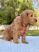 Ace - Medium, a male Goldendoodle for sale in Frostproof, FL – Photo 5 of 10