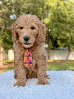 Ace - Medium, a male Goldendoodle for sale in Frostproof, FL – Photo 7 of 10