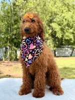 Nala , a female Goldendoodle for sale in Frostproof, FL – 6 of 9