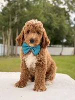 Hero , a female Goldendoodle and Miniature Goldendoodle for sale in Frostproof, FL – 6 of 10
