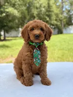 Timothy - F1b Mini Goldendoodle Male , a male Miniature Goldendoodle for sale in Frostproof, FL – 6 of 10