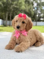 Jasmine - F1b Standard Goldendoodle , a female Goldendoodle for sale in Frostproof, FL – 4 of 10