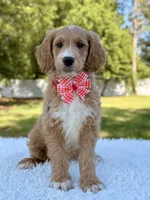 Molly - Mini , a female Miniature Goldendoodle for sale in Frostproof, FL – 8 of 9