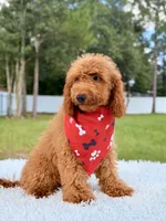 Thiago , a male Goldendoodle and Miniature Goldendoodle for sale in Frostproof, FL – 2 of 10