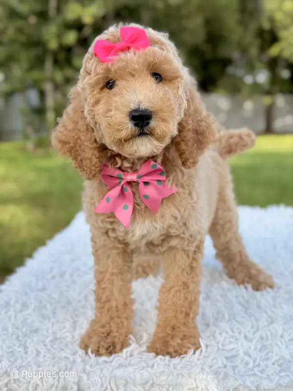 Blossom - Medium  – Goldendoodle puppy for sale in Frostproof, FL