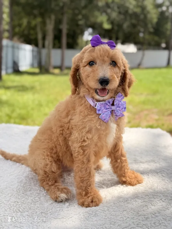 Joy  – Goldendoodle puppy for sale in Frostproof, FL