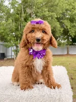 Moana F1bb Mini, a female Miniature Goldendoodle for sale in Frostproof, FL – 5 of 8