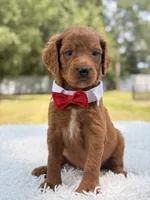 Dominic - F1b Standard , a male Goldendoodle for sale in Frostproof, FL – 8 of 8