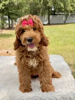 Harmony , a female Miniature Goldendoodle for sale in Frostproof, FL – 10 of 10