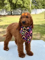 Nala , a female Goldendoodle for sale in Frostproof, FL – 3 of 9