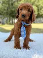Dusty F1b Standard Goldendoodle , a male Goldendoodle for sale in Frostproof, FL – 2 of 8
