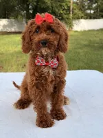 Princes - Toy, a female Miniature Goldendoodle for sale in Frostproof, FL – 10 of 10