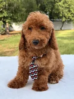 Pluto - Mini , a male Miniature Goldendoodle for sale in Frostproof, FL – 2 of 10