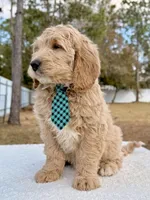 Xylon - F1 Standard , a male Goldendoodle for sale in Frostproof, FL – Photo 9 of 9