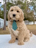 Xylon - F1 Standard , a male Goldendoodle for sale in Frostproof, FL – Photo 8 of 9