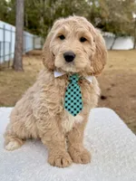 Xylon - F1 Standard , a male Goldendoodle for sale in Frostproof, FL – Photo 1 of 9