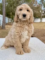 Xylon - F1 Standard , a male Goldendoodle for sale in Frostproof, FL – Photo 7 of 9
