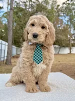 Xylon - F1 Standard , a male Goldendoodle for sale in Frostproof, FL – Photo 6 of 9