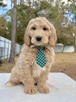 Xylon - F1 Standard , a male Goldendoodle for sale in Frostproof, FL – Photo 2 of 9