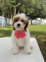 Flower , a female Cavapoo for sale in Frostproof, FL – 9 of 9