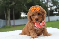 Faith - Toy Goldendoodle , a female Miniature Goldendoodle for sale in Frostproof, FL – 1 of 8