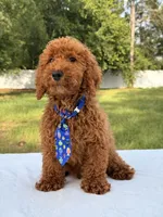 Peanut - Toy, a male Miniature Goldendoodle for sale in Frostproof, FL – 3 of 10